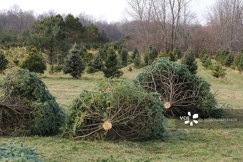 自营圣诞树农场图片素材