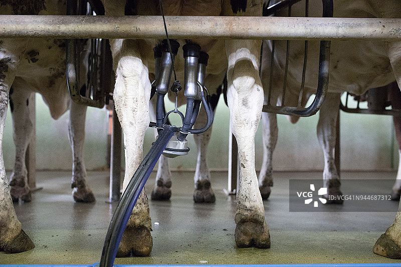 使用挤奶机挤奶的奶牛图片素材