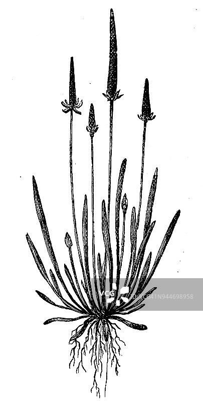 植物学植物仿古雕刻插图:鼠尾肌图片素材