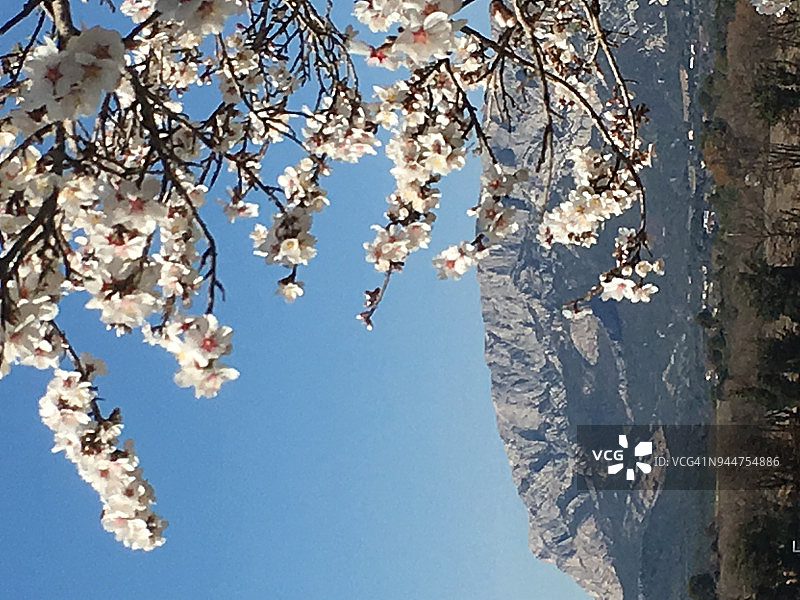春季鲜花和圣维克多山图片素材