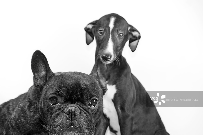 两只友善的狗图片素材