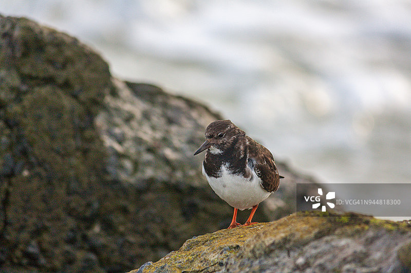 在北海礁石上的翻石鹬图片素材