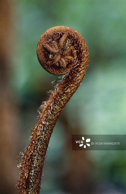 棕色蕨菜图片素材