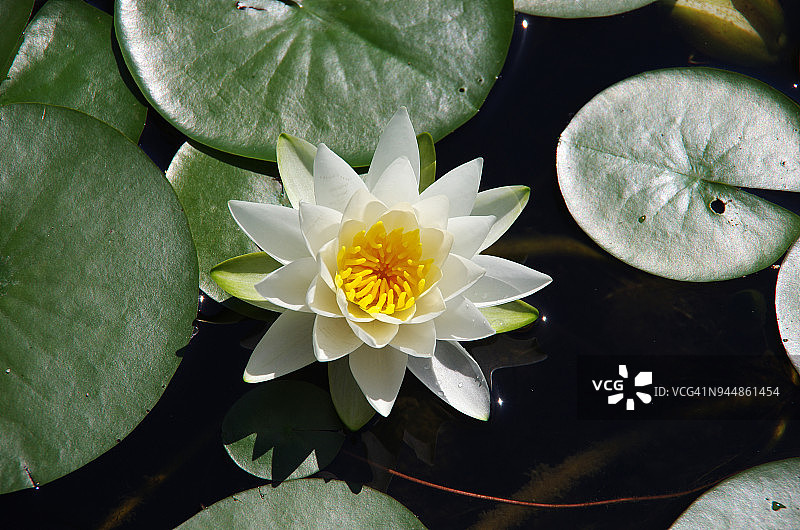 池塘中盛开的白色睡莲图片素材