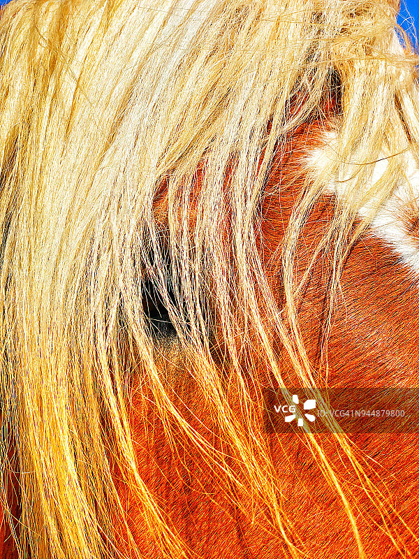 金色鬃毛的比利时挽马图片素材