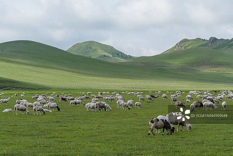 内蒙古坝上草原上的羊群图片素材