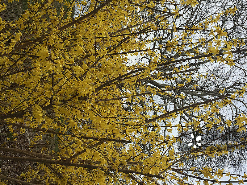 纽约城市公园盛开的黄色连翘图片素材