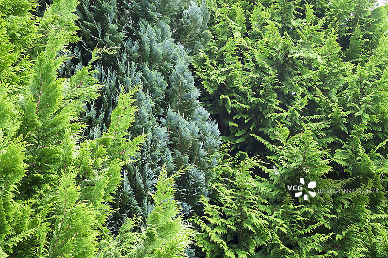 爱尔兰的树木图片素材