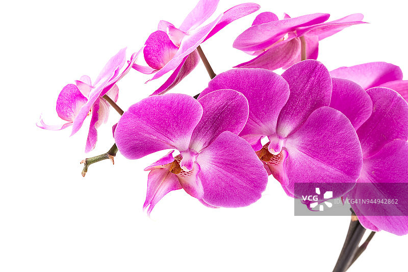 粉色兰花图片素材