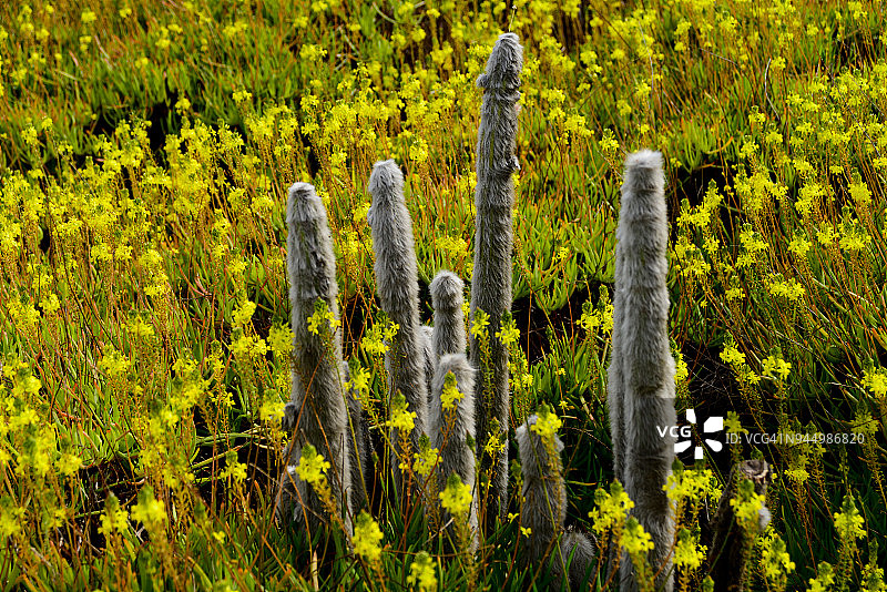 春天的老翁柱图片素材