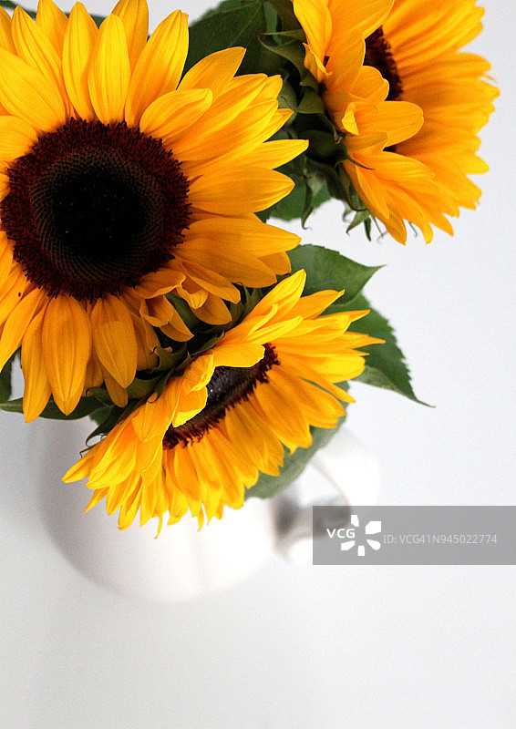 白色花瓶中摆放的巨型向日葵（俯视拍摄）图片素材
