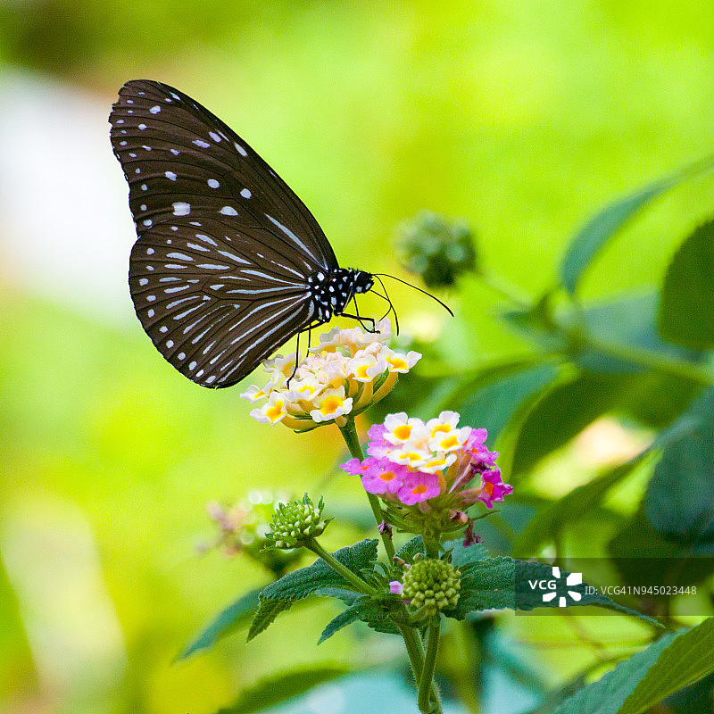 绢蝶与马缨丹图片素材