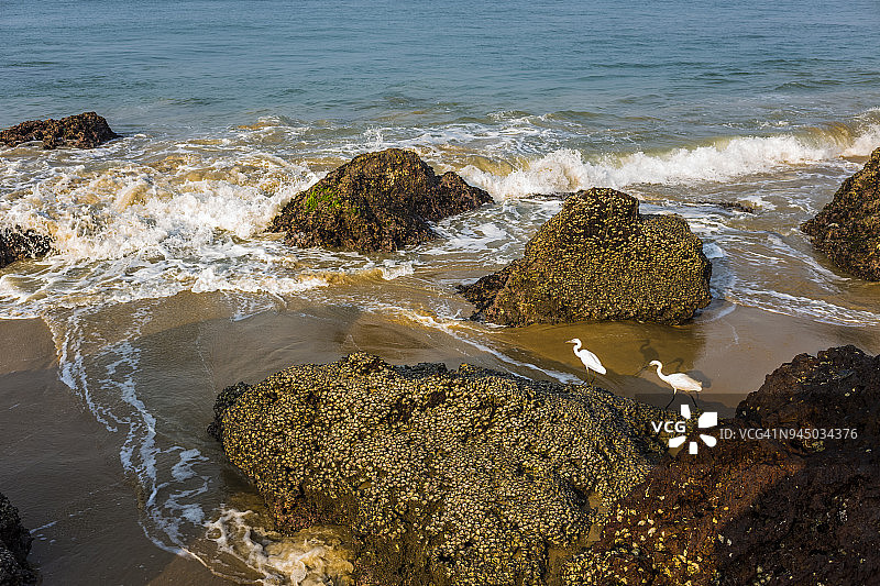 瓦卡拉海滩的波浪和白鹭图片素材