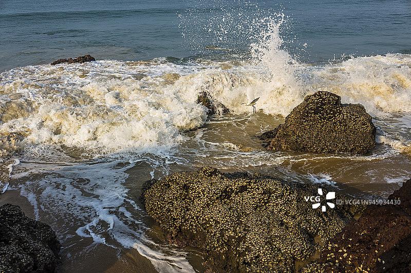 瓦卡拉海滩的波浪和白鹭图片素材