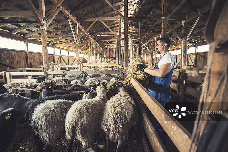 绵羊农场图片素材