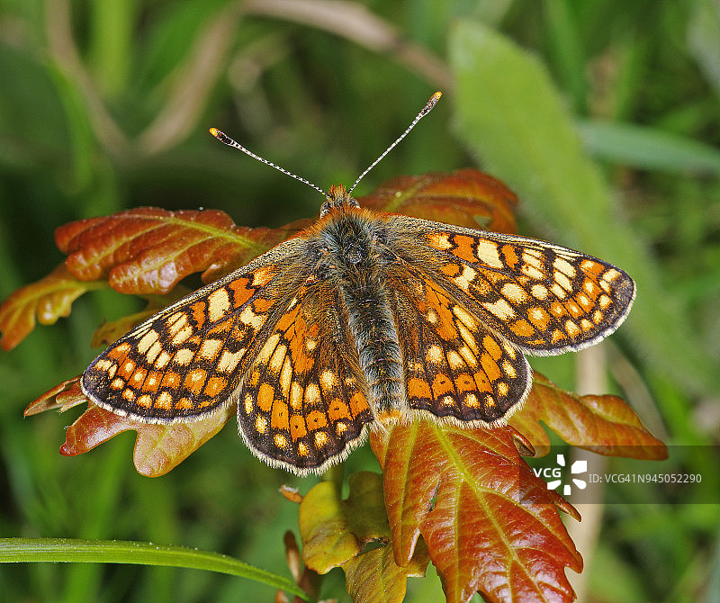 欧律阿莉娅玄灰蝶图片素材
