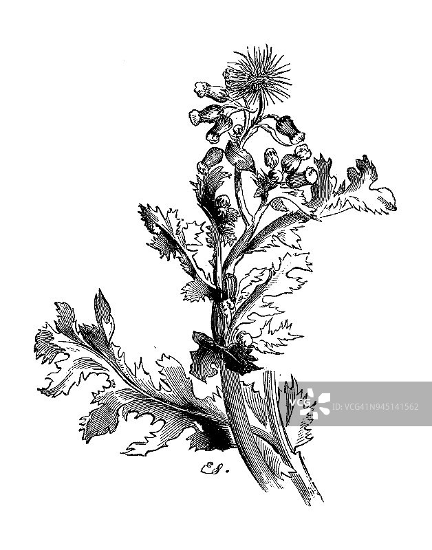 植物学古董雕刻插图：千里光图片素材
