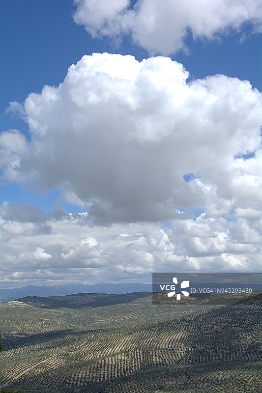 萨比奥特市周围的橄榄树林图片素材
