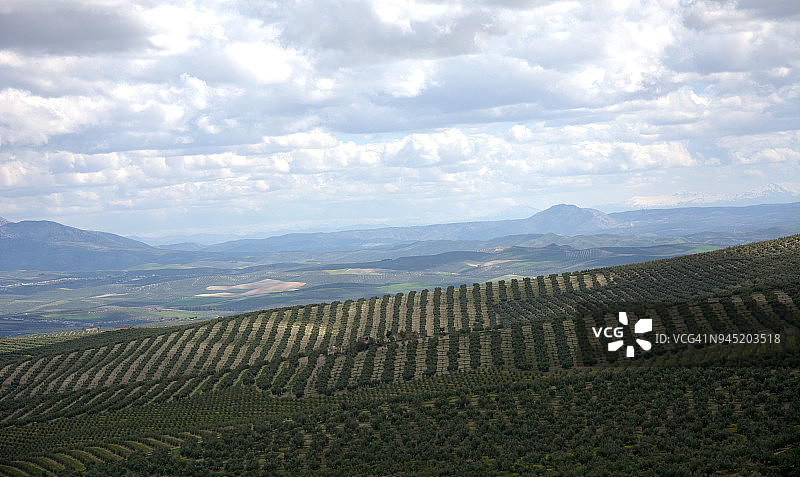萨比奥特市周围的橄榄树林图片素材