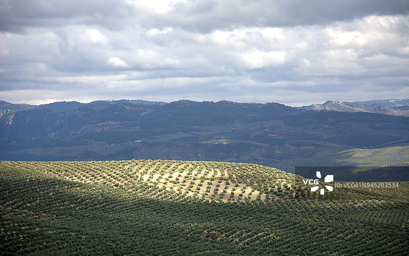萨比奥特市周围的橄榄树林图片素材