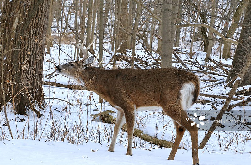 野外觅食的白尾鹿图片素材
