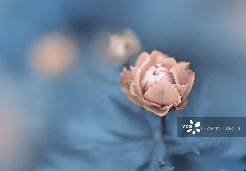 蓝色背景特写下的粉色金莲花图片素材