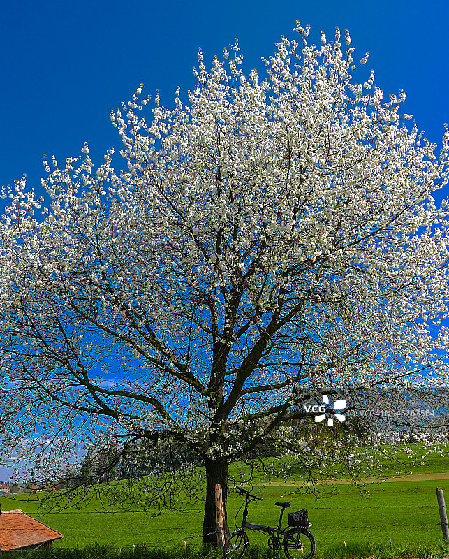 梨树开花图片素材