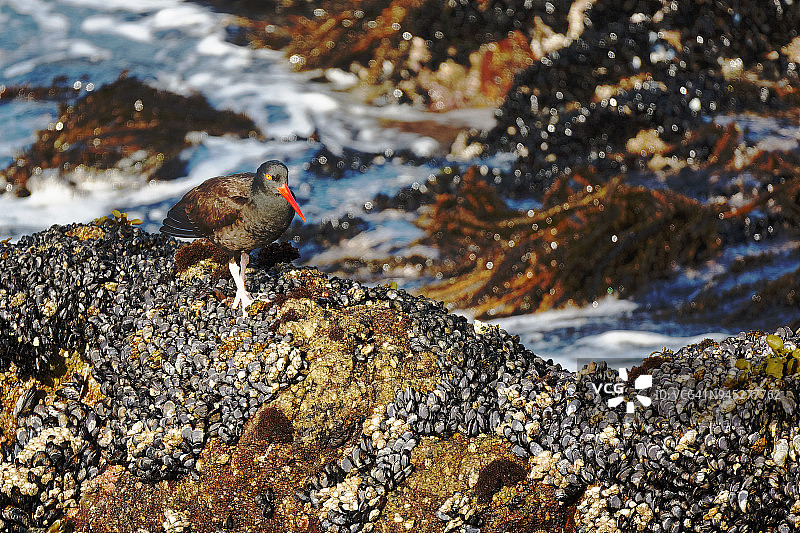 黑蛎鹬看着镜头图片素材