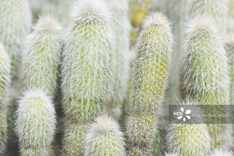 仙人掌全画幅照片图片素材