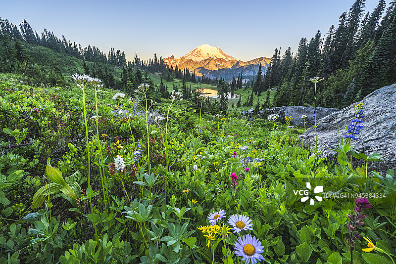 草甸上色彩鲜艳的野花，背景是雷尼尔山图片素材