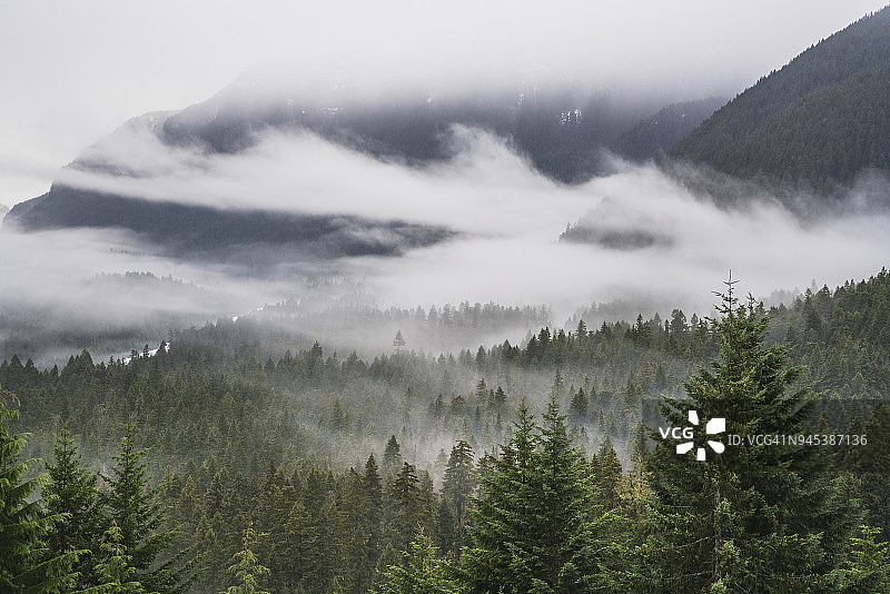 雾中的松树林（俯视角度）图片素材