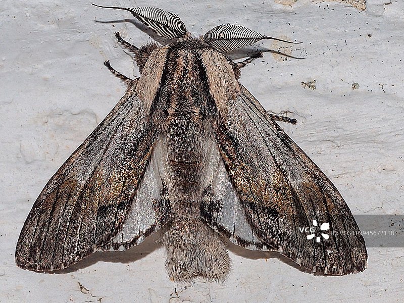 黄褐色舟蛾图片素材