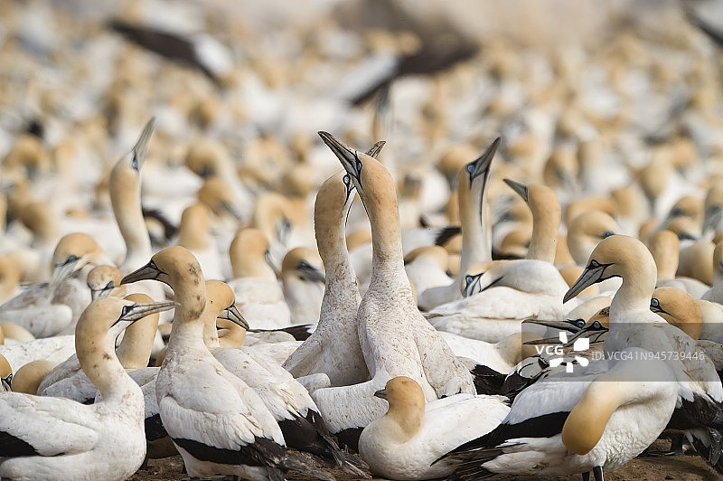 海角鲣鸟图片素材