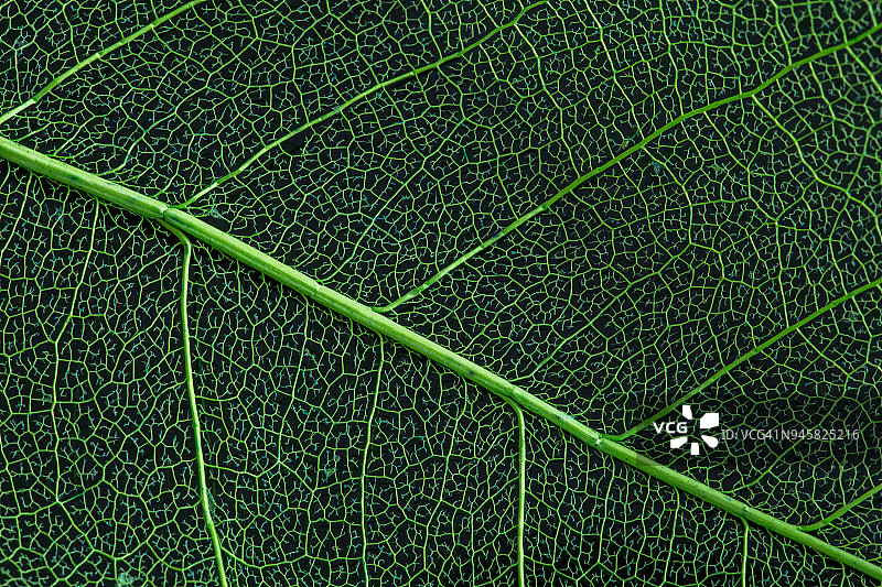 树叶特写图片素材