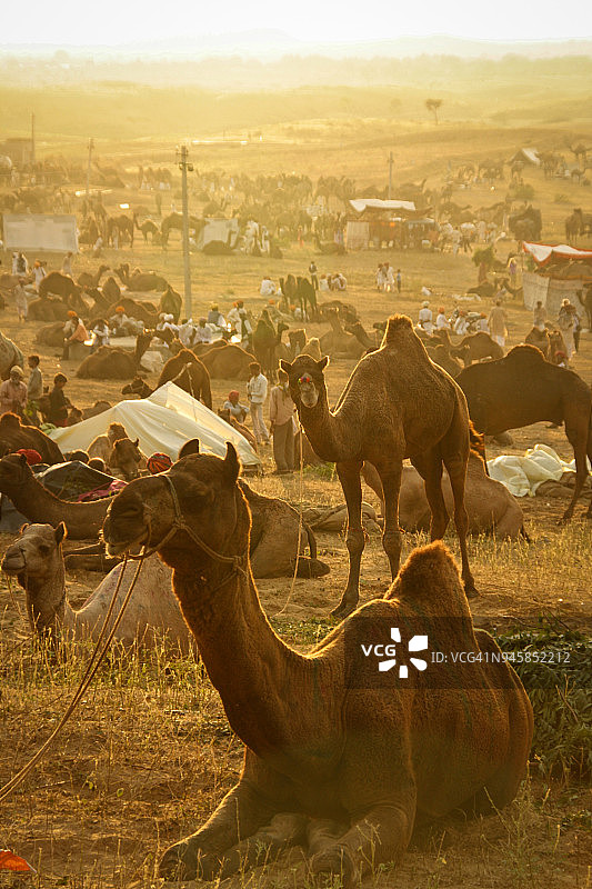 普什卡骆驼集市日落图片素材