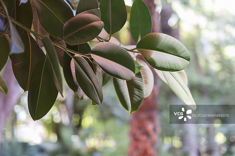 橡胶榕树图片素材