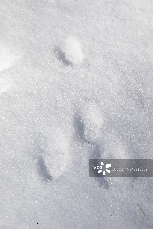 雪地上的棉尾兔足迹图片素材