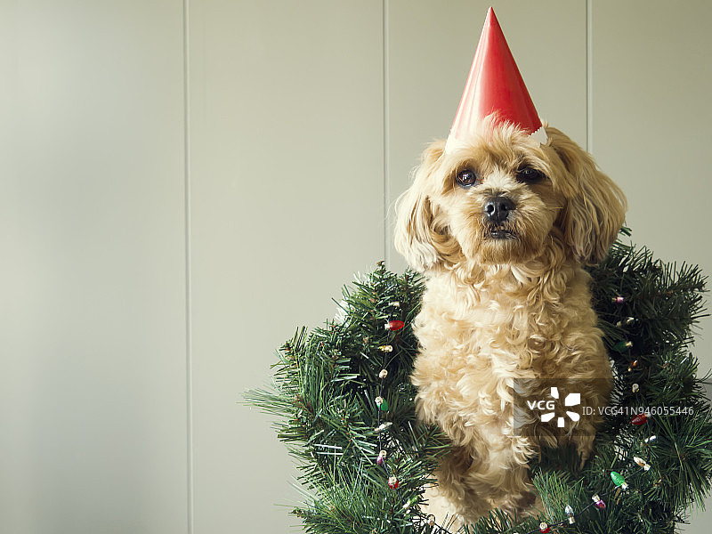 戴着圣诞花环和圣诞帽的可爱狗狗图片素材