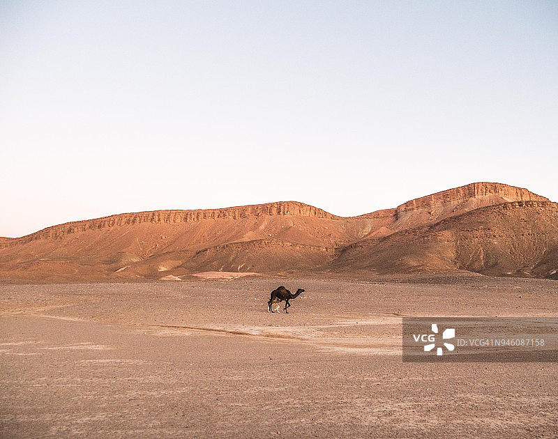 撒哈拉沙漠骑单峰骆驼图片素材