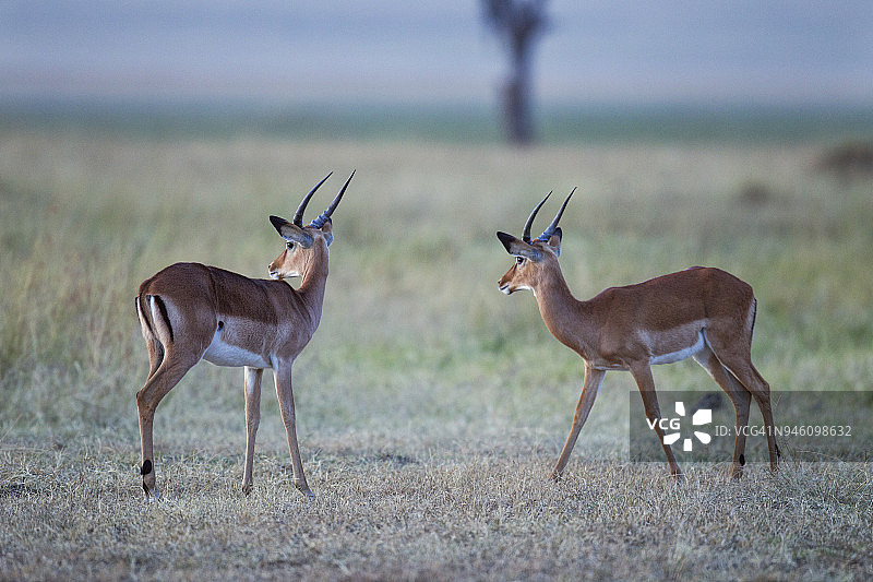 黑斑羚雄性争斗图片素材