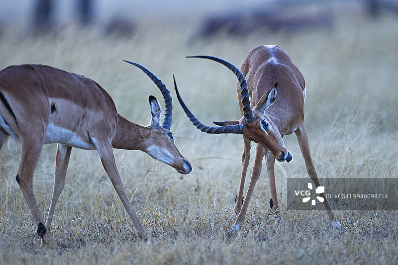 黑斑羚雄性争斗图片素材
