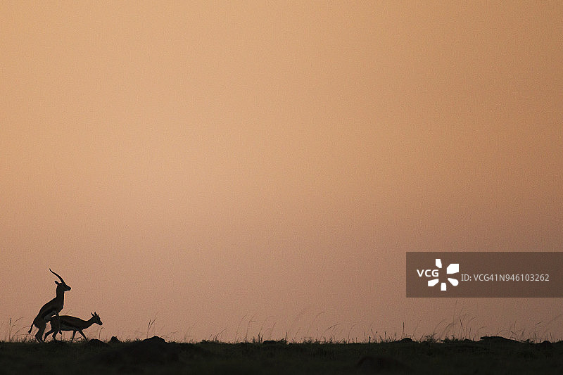 日出时交配的汤姆森瞪羚图片素材