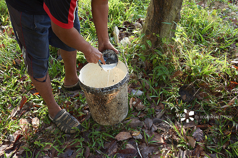 橡胶树的乳胶运输图片素材