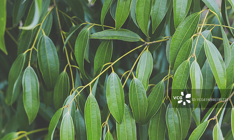 肉桂叶图片素材