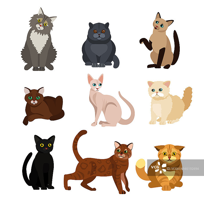 不同品种猫的矢量插图，可爱的宠物动物，扁平风格设计中白色背景上可爱的小猫图片素材