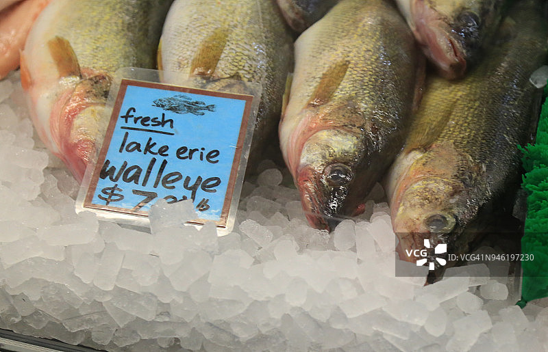 市场出售的新鲜白斑狗鱼图片素材