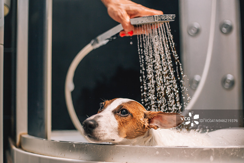 正在洗澡的杰克罗素梗犬图片素材