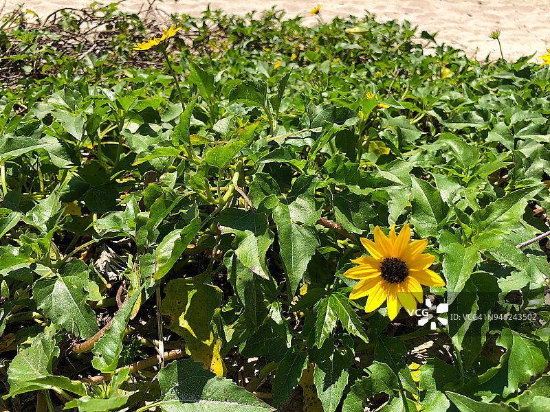 野生海滩向日葵图片素材