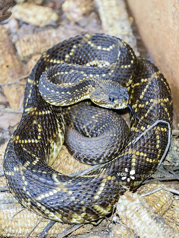 巴西帕拉纳州隆德里纳地区农场的响尾蛇图片素材