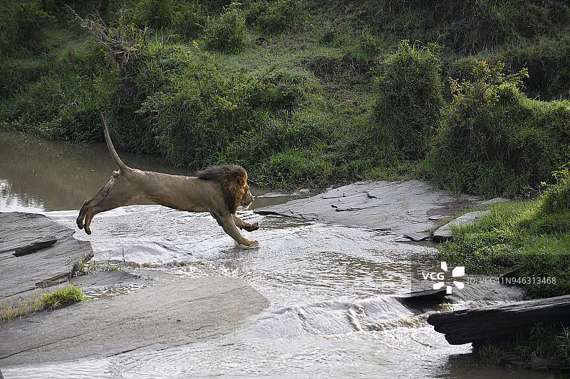 雄狮的鬃毛图片素材